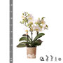 Lausanne orchidee wit